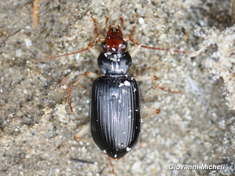 Carabidae: Nebria (Eunebria) picicornis